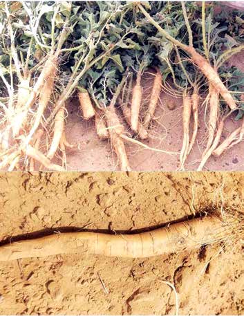 Raw Ashwagandha Roots